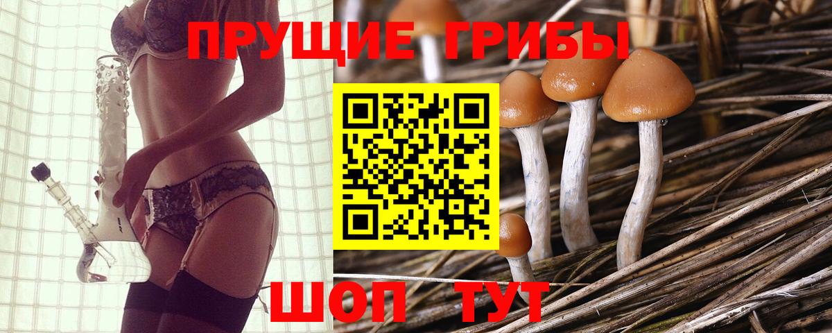 Галлюциногенные грибы Psilocybine cubensis Ростов Великий
